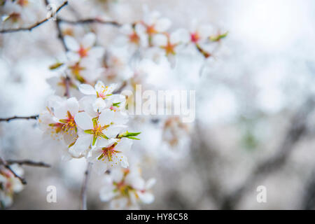 Mandorlo fiorito, chiudere la vista. Foto Stock