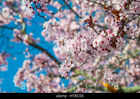 Mandorlo fiorito. Chiudere la vista. Foto Stock