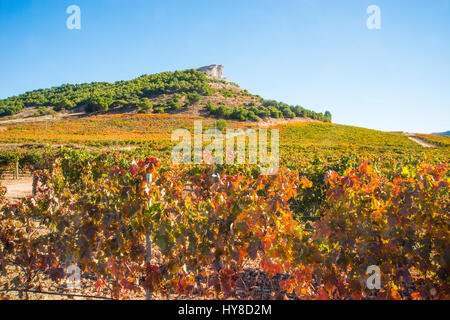 Vigneti in autunno. Ribera del Duero, provincia di Valladolid, Castilla Leon, Spagna. Foto Stock