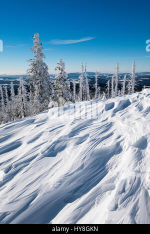 Schneeverwehungen, Waldverjüngung, Wald mit toten Bäumen im Schnee, Lusen, Nationalpark Bayerischer Wald, Niederbayern, Bayern, Deutschland Foto Stock