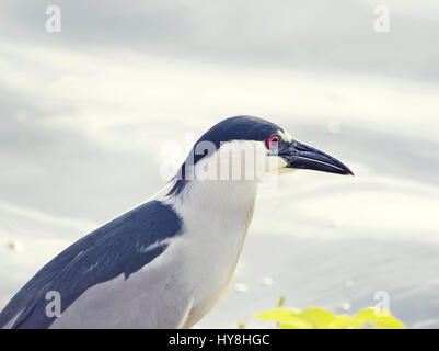 Nero-incoronato Night-Heron vicino a un lago Foto Stock