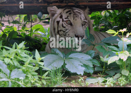 La tigre bianca in erba stalking preda. Foto Stock