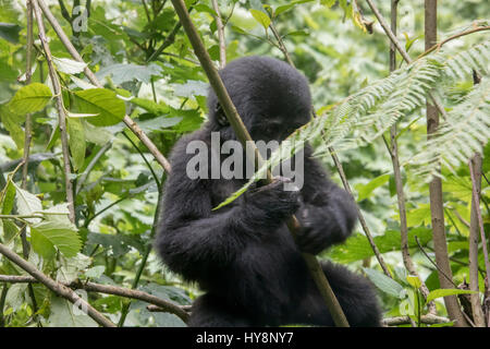 Baby gorilla di montagna seduto sul ramo di albero nella Foresta impenetrabile di Bwindi National Park, Uganda, Africa. Foto Stock