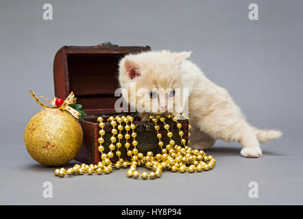 Piccolo gattino British con giocattoli di Natale su sfondo grigio Foto Stock