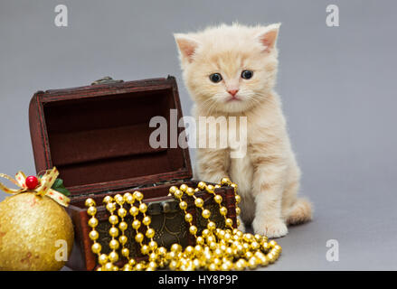 Piccolo gattino British con giocattoli di Natale su sfondo grigio Foto Stock