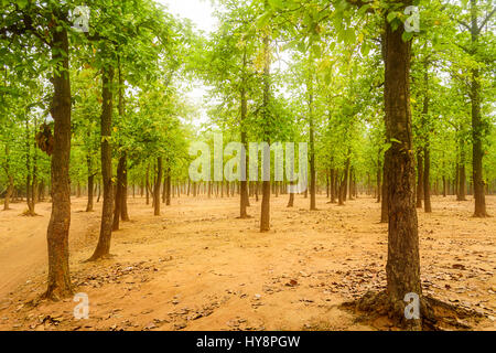 Foresta di alberi di Sal, Shorea robusta di Shantiniketan, West Bengal, India con spazio di copia Foto Stock