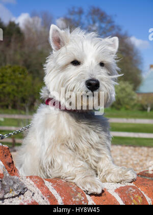 Un West Highland Terrier su lookout contro un muro di mattoni Foto Stock