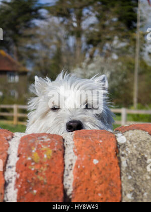 Un West Highland Terrier su lookout contro un muro di mattoni Foto Stock