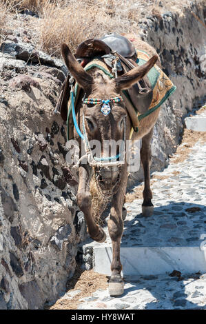 Asino su scale di Thira, SANTORINI - Grecia Foto Stock