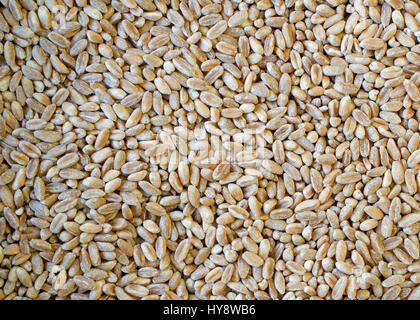 Primo piano su sano ,mondati, perlati, materie farro semi di grano - food texture o uno sfondo Foto Stock