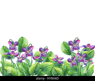 Cornice floreale delle violette profumate (violetti dolci inglesi, viola odorata). Pittura ad acquerello disegnata a mano su sfondo bianco. Foto Stock