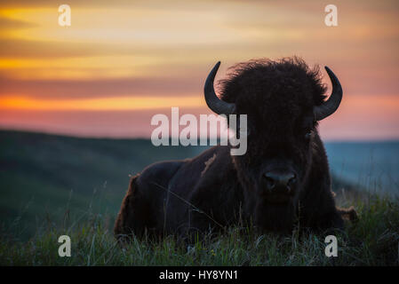 (Bison bison bison) adulto in appoggio, Western America del Nord Foto Stock