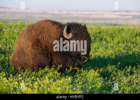 (Bison bison bison), Western America del Nord Foto Stock