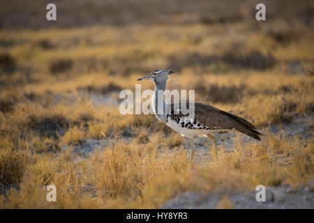 Kori Bustard, Ardeotis kori, Choriotis kori, il Parco Nazionale di Etosha, Africa, da Monika Hrdinova/Dembinsky Foto Assoc Foto Stock