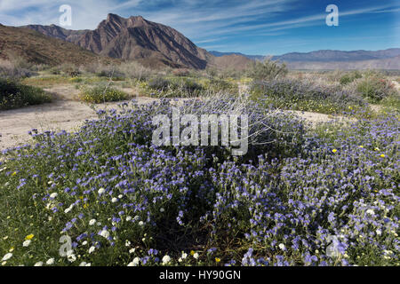 Phacelia comune - Anza Borrego SP - California Foto Stock