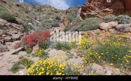 Chuparosa, Justicia californica & Mexican Gold papavero, Eschscholtzia mexicana, Anza Borrego SP - California Foto Stock