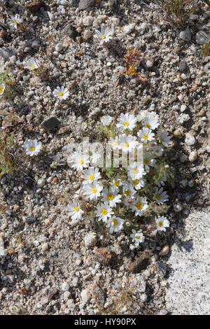 Deserto Stelle Foto Stock