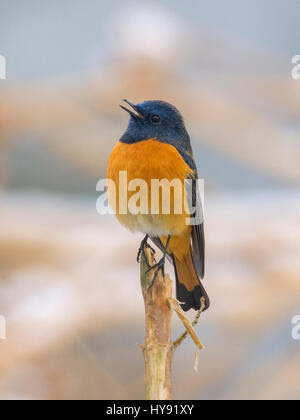 Blu maschio-fronteggiata Redstart (Phoenicurus frontalis) detto anche Blue-breasted Redstart cantando in, Kedarnath, Wildlife Sanctuary, Uttarakhand, India Foto Stock