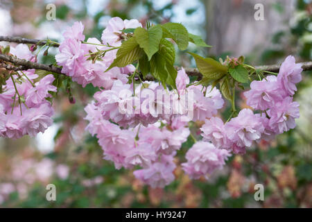 Prunus Matsumae-kofuku blossom. Foto Stock