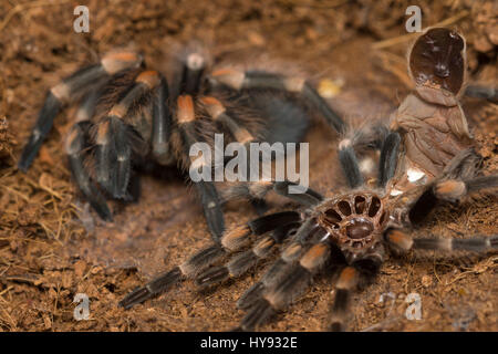 Mexican redknee tarantola versando la pelle, Brachypelma smithi Foto Stock