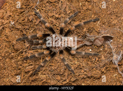 Mexican redknee tarantola versando la pelle, Brachypelma smithi Foto Stock