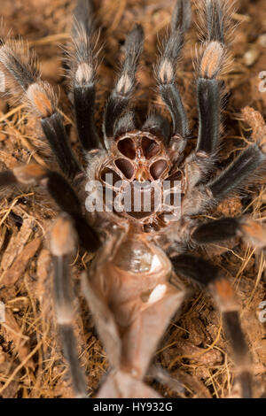 Mexican redknee tarantola versando la pelle, Brachypelma smithi Foto Stock