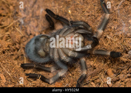 Mexican redknee tarantola versando la pelle, Brachypelma smithi Foto Stock