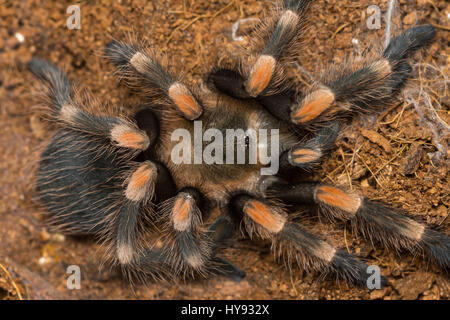 Mexican redknee tarantola versando la pelle, Brachypelma smithi Foto Stock