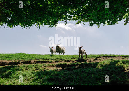 Due agnelli con la loro madre in un campo verde in primavera. Foto Stock