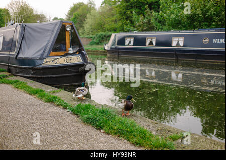 Narrowboats su Bridgewater Canal a Lymm nel Cheshire. Foto Stock