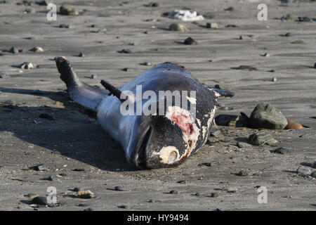 Corpo di una focena lavato fino sulla costa della contea di Down. Foto Stock