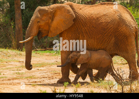 Elefante africano (Loxodonta africana) madre e vitello sulla savana, Samburu riserva nazionale, Kenya Foto Stock