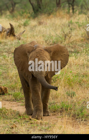 Elefante africano (Loxodonta africana) essendo di vitello curioso, Samburu riserva nazionale, Kenya Foto Stock