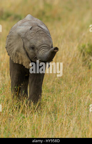 Elefante africano (Loxodonta africana) di vitello con il suo tronco, Masai Mara riserva nazionale, Kenya Foto Stock