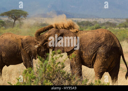 Elefante africano (Loxodonta africana) avente un bagno di polvere, Samburu riserva nazionale, Kenya Foto Stock