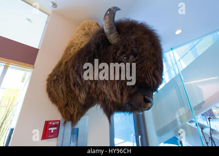 Muskox presso l'ufficio governativo di Yellowknife, nei territori del Nord-Ovest (NWT), montato su una parete, con una cultura tassidermica Foto Stock