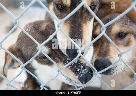 3 simpatici cani da slitta marroni con fiocchi di neve sul viso che guardano attraverso una recinzione a catena in un giorno d'inverno Foto Stock