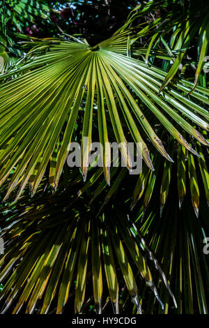 Trebah Gardens Sub-Tropical di foglie di palma pungenti impulso breve impianto architettonico attrazione turistica molto pittoresco piante Cornish Cornwall Foto Stock