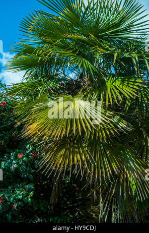 Trebah Gardens Sub-Tropical di foglie di palma pungenti impulso breve impianto architettonico Turismo attrazione turistica piante Cornish Cornwall Foto Stock