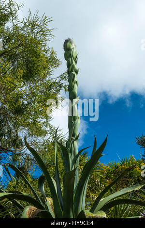 Trebah Gardens Sub-Tropical Aloe vera fioritura Turismo Impianti di attrazione spettacolare Cornish Cornwall Foto Stock