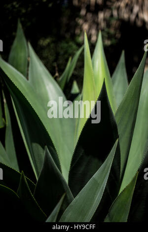 Aloe vera pungenti foglie di piante succulente Giardinaggio Orticoltura Giardino Trebah Sub-Tropical Cornovaglia Foto Stock