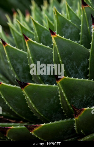 Aloe polyphylla picchi di impulso breve pungenti pianta succulenta giardinaggio giardino Trebah Sub-Tropical Foto Stock