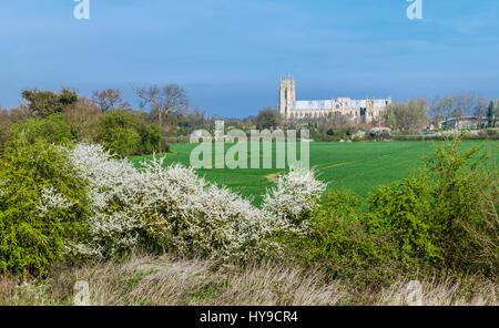 L'antica Beverley Minster circondato da campi di grano e gli alberi in una bella mattina di primavera come visto dal nuovo bypass in Beverley, Yorkshire, Regno Unito. Foto Stock