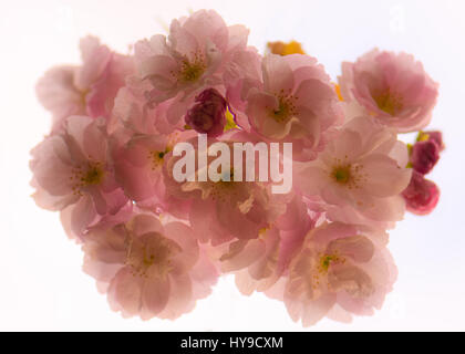 Fioritura giapponese ciliegio (Prunus hokusai) fiori da sotto. Grandi semi-doppio di fiori di colore rosa pallido dell albero della famiglia delle Rosaceae, retroilluminato da sky Foto Stock
