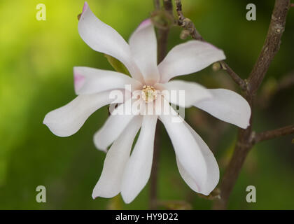 Magnolia stellata 'Rosea' Fiore. Fiore bianco di arbusti ornamentali in famiglia della Magnoliacee, fioritura nel Regno Unito nella primavera Foto Stock