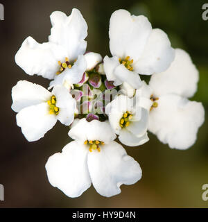 Alpine (candytuft Iberis saxatalis) corymb di fiori. White fioritura di piante arbustive nativo per il Mediterraneo, nella famiglia Cruciferae Foto Stock