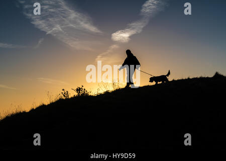 Cane di mattina a piedi Foto Stock