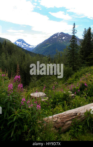 Fiori Selvatici sono in crescita in una verde vallata panoramica in Alaska. Foto Stock