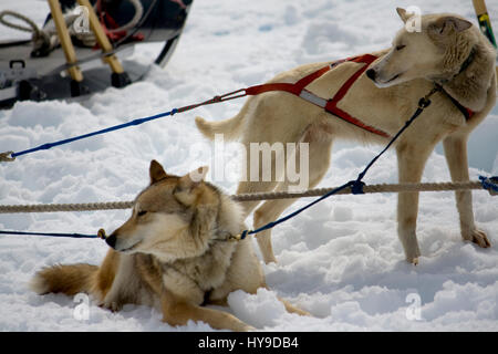 Slitte trainate da cani con i cavi elettrici in appoggio sulla neve. Foto Stock