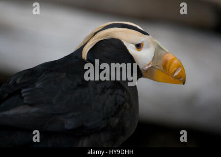 Primo piano della testa e il becco di un puffin tufted vicino a Seward, Alaska. Foto Stock